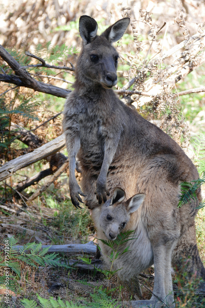 Fototapeta premium Young kangaroo in mothers pouch