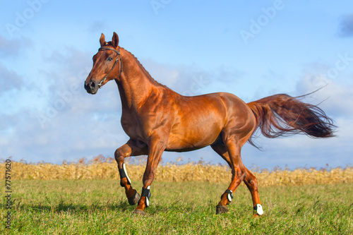  Beautiful red stallion running on the meadow