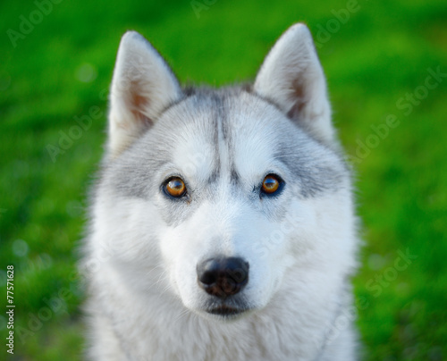 Siberian Husky © pawelprus