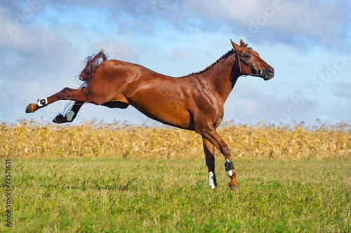 Beautiful red stallion playing on the meadow