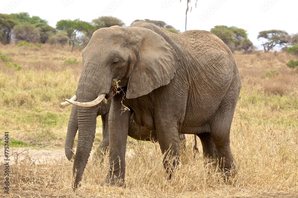 Obraz premium elefanti