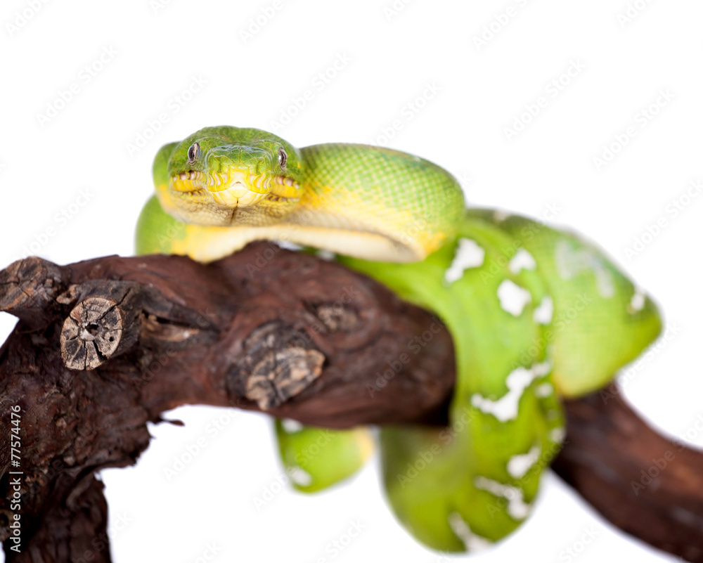 Fototapeta premium Emerald tree boa isolated on white background