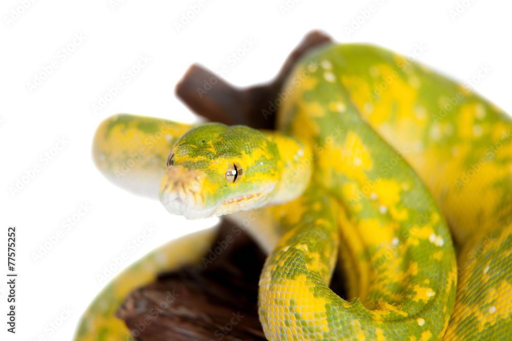 Fototapeta premium Green tree python, chondros isolated on white