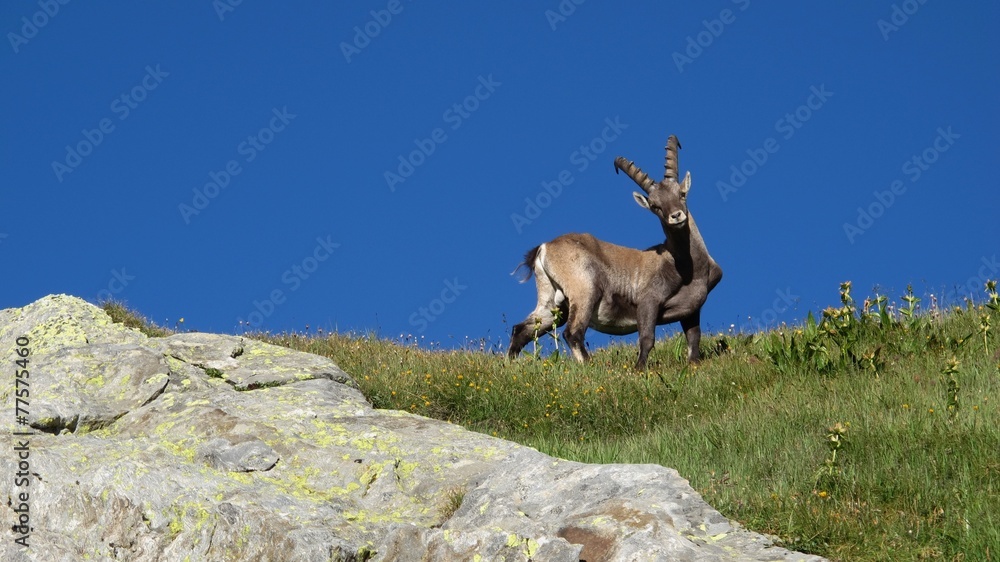 Curious alpine ibex