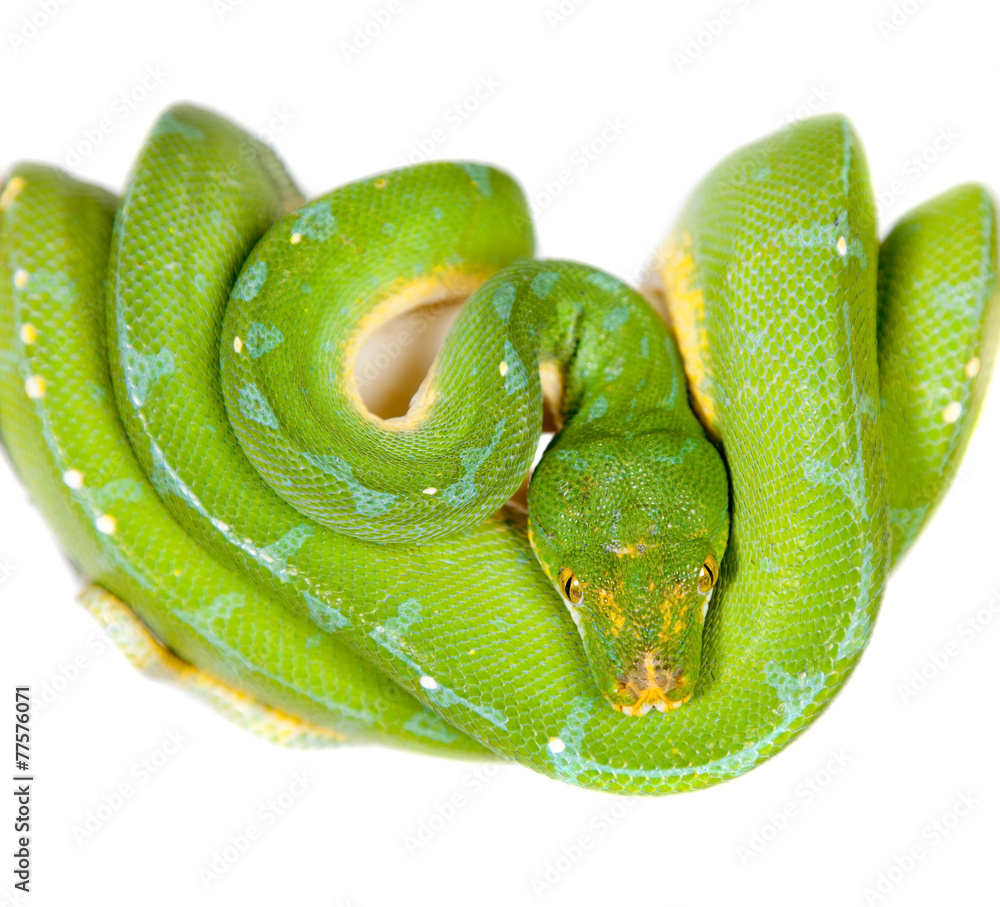 Fototapeta premium Green tree python, chondros isolated on white
