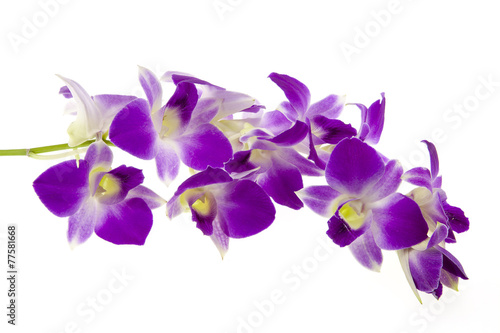 purple orchid isolated on white background.