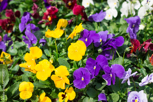beautiful Purple and yellow flowers in the garden