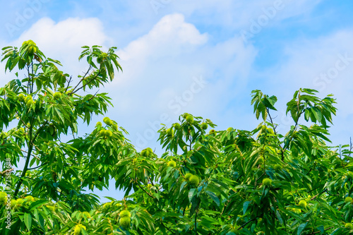Chestnut tree and green chestnuts