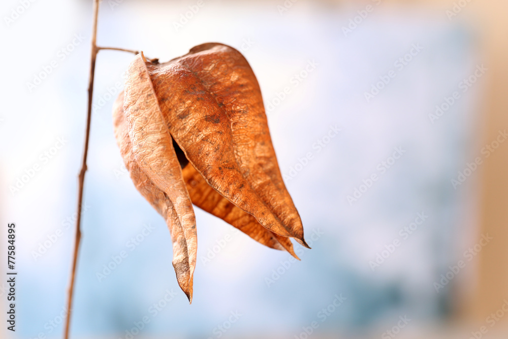 Fototapeta premium Dried wildflowers on light background