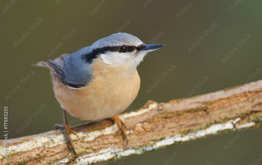 Nuthatch (Sitta europaea)