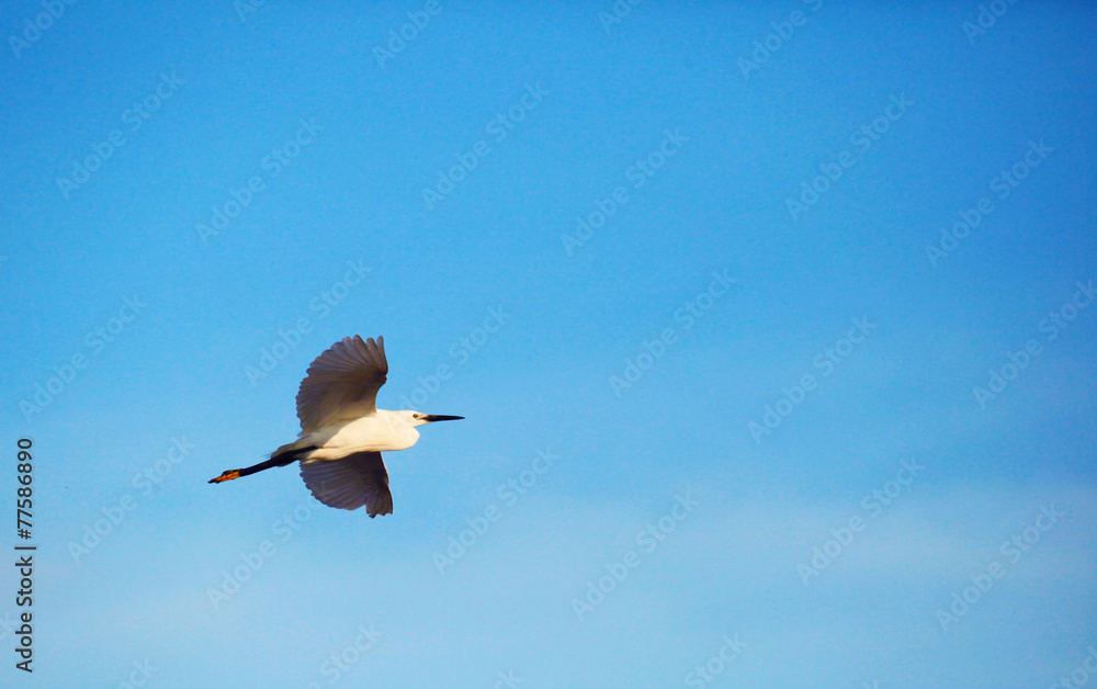 Obraz premium Flying great white egret