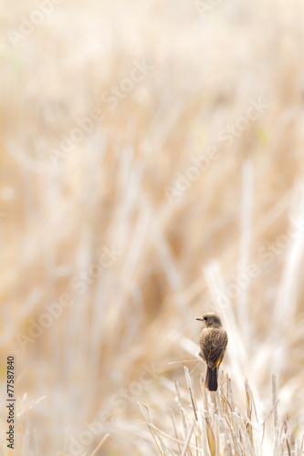 Pied Bushchat