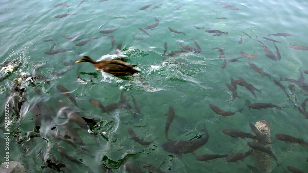 Close up shot of a shoal of fishes and ducks swimming inthe Plitvice lake Close up shot of a shoal of fishes and ducks swimming inthe Plitvice lake
