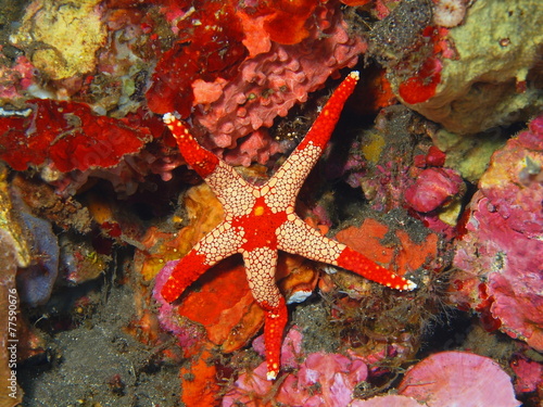 Starfish  Island Bali  Tulamben