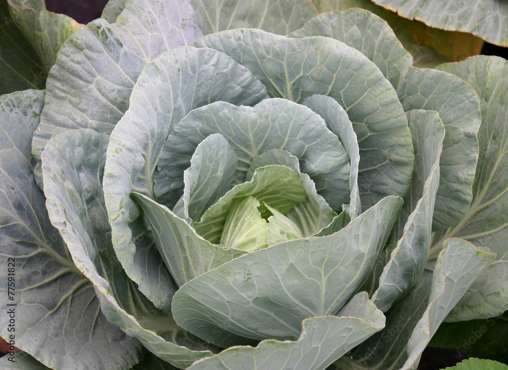 Obraz premium cabbage vegetable in field background