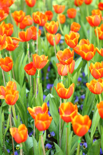 Red orange tulips