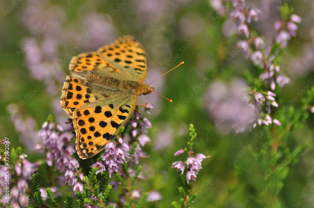 Dark green butterfly sitting on the heather in the forest. Dark green butterfly sitting on the heather in the forest.