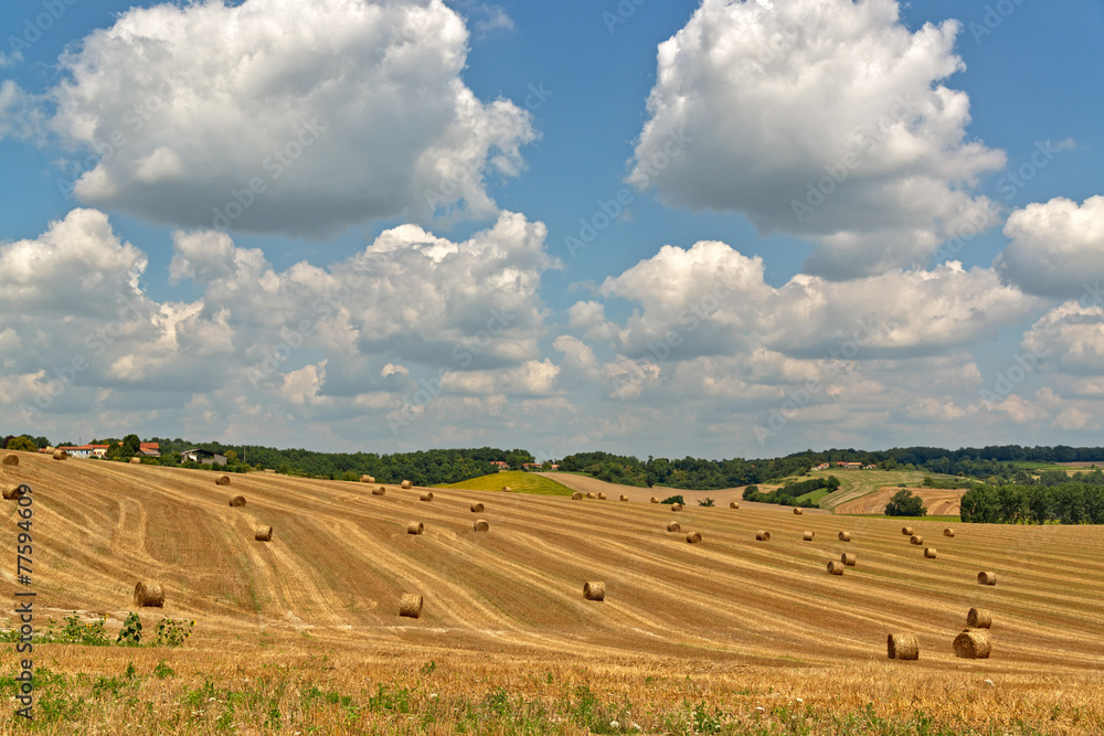 Agricultural field with new hay bales