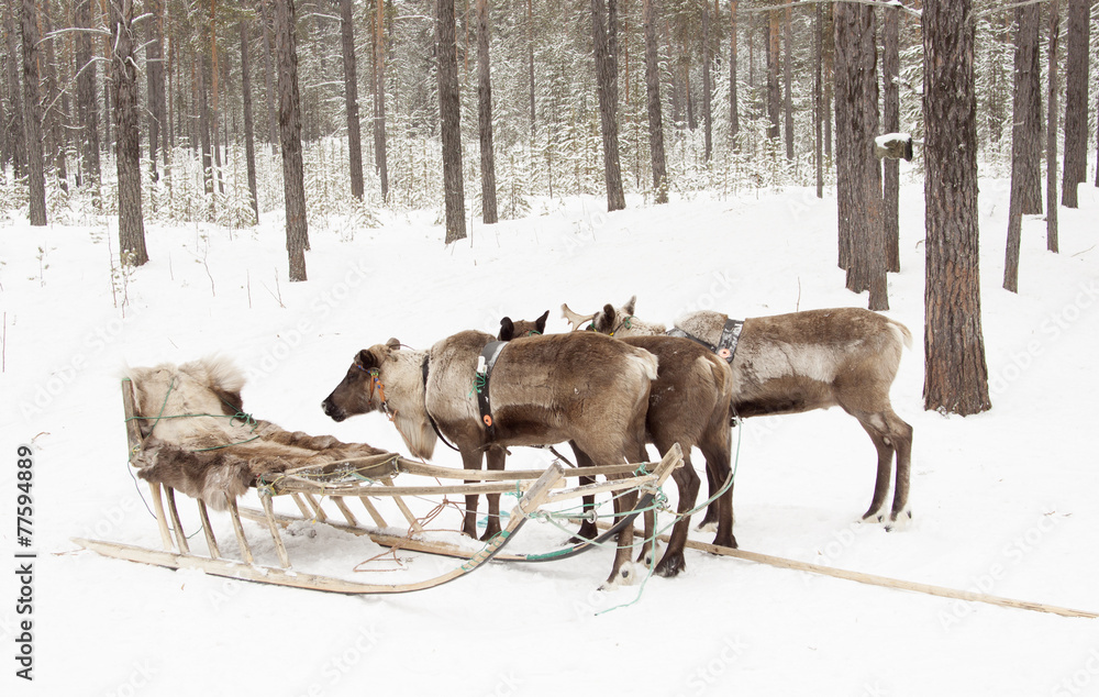 Reindeer sledding and sleigh in the winter forest.