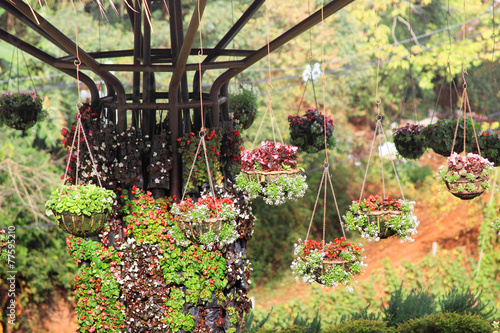Fototapeta Naklejka Na Ścianę i Meble -  Multicolor flower hanging