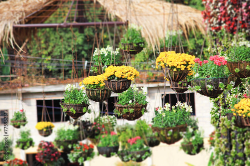 Fototapeta Naklejka Na Ścianę i Meble -  Multicolor flower hanging