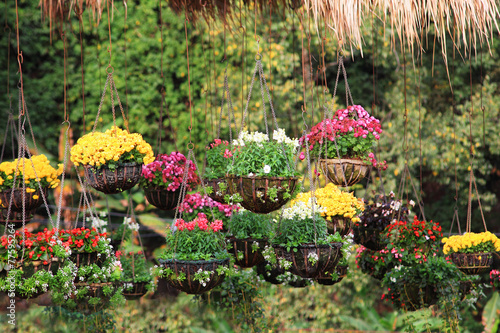 Fototapeta Naklejka Na Ścianę i Meble -  Multicolor flower hanging