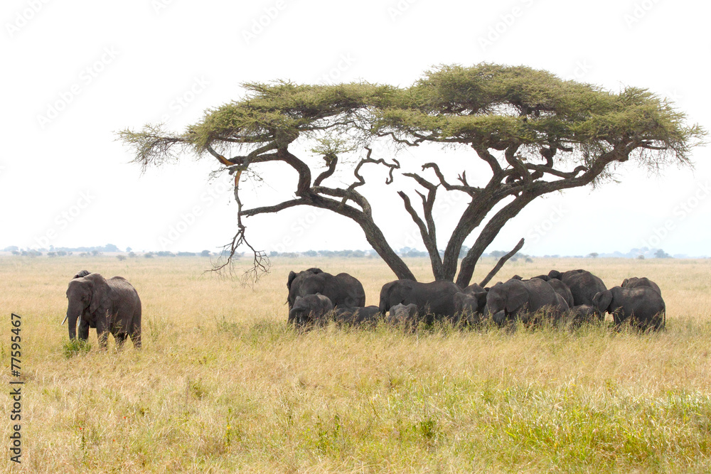 Fototapeta premium Herd of elephants under a wattle with male guarding