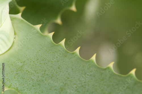 Aloe leaf edge