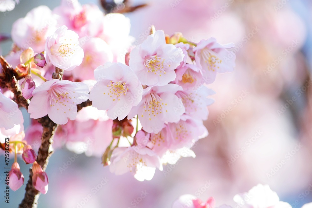 Fototapeta premium カンザクラのアップ