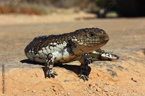 Blue-tongued skink, Australia photo