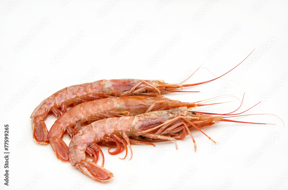 shrimp shrimp