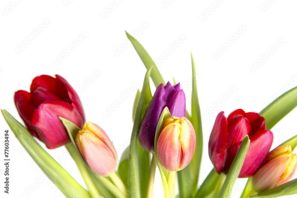 Obraz premium Freisteller Tulpen