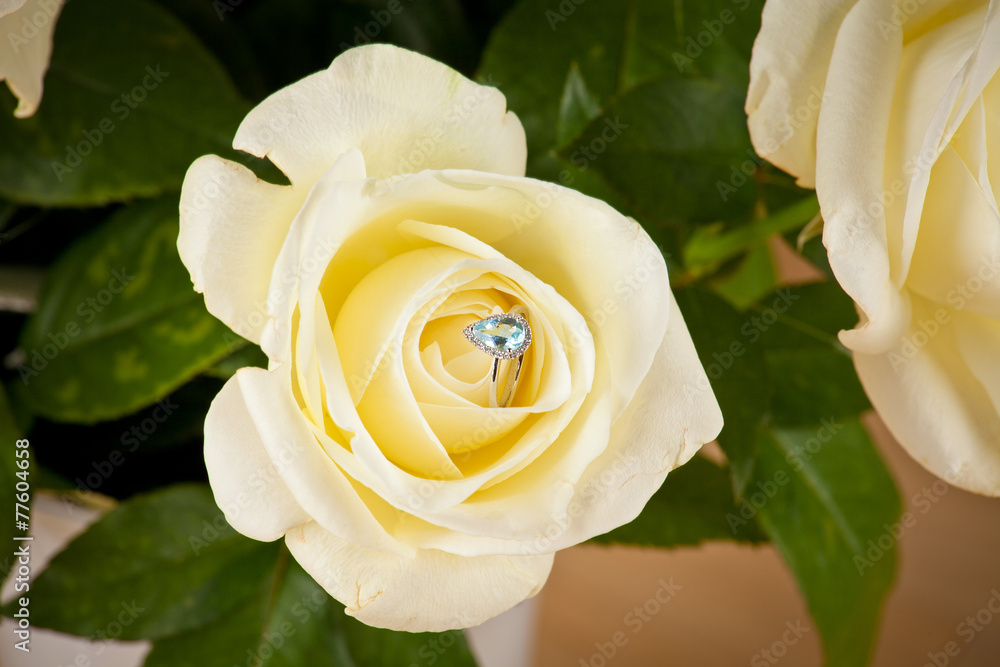 Engagement Ring Inside Pink Rose Stock Photo 155821 | Shutterstock