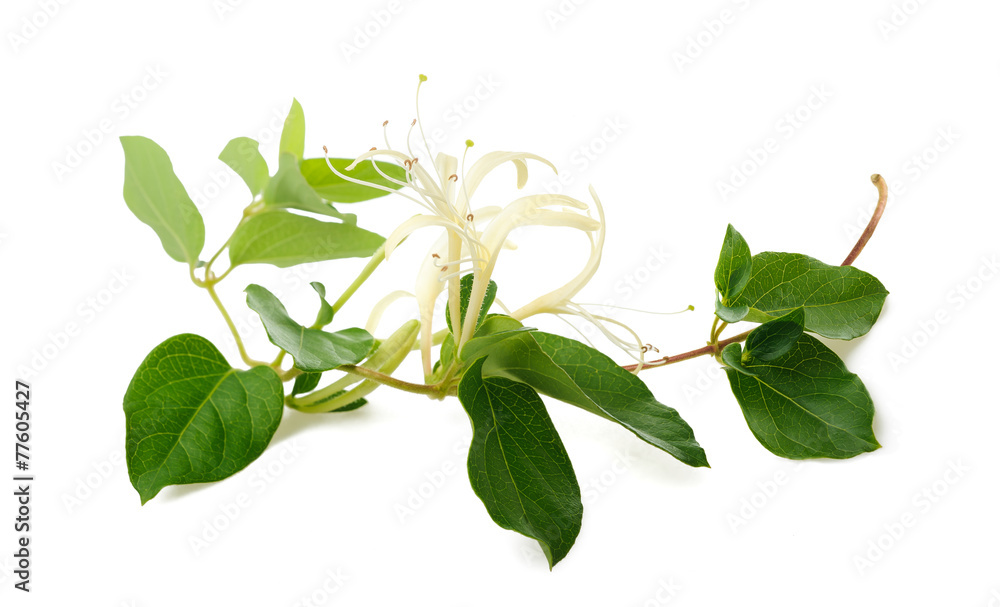 Fototapeta premium honeysuckle