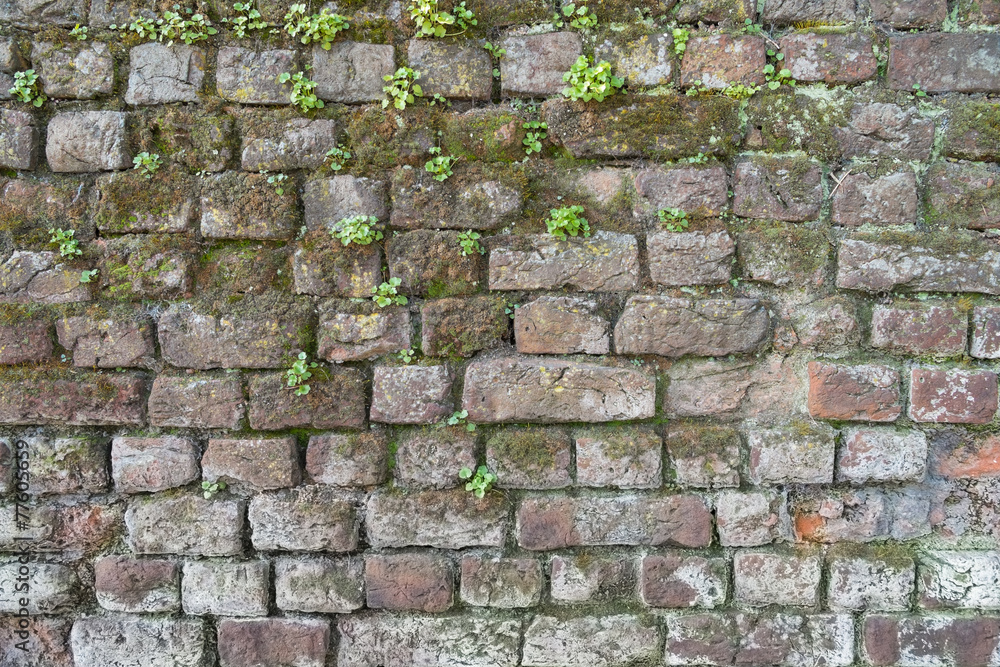 Fototapeta premium Background of a brick wall with moss and weeds