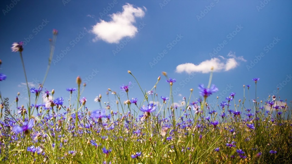 daisy flowers on summer meadow, time lapse