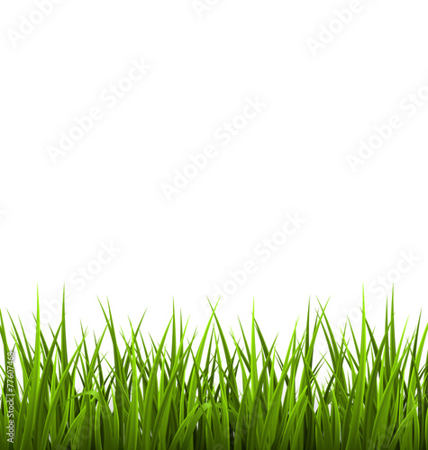 Naklejka Zielonej trawy gazon odizolowywający na bielu. Backgrro kwiecisty natury wiosna