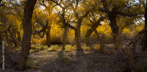 Poplar tree in autumn season, Ejina, Inner Mongolia, China