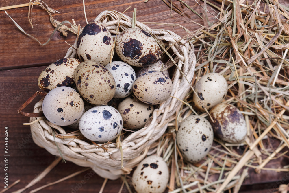 Obraz premium quail eggs