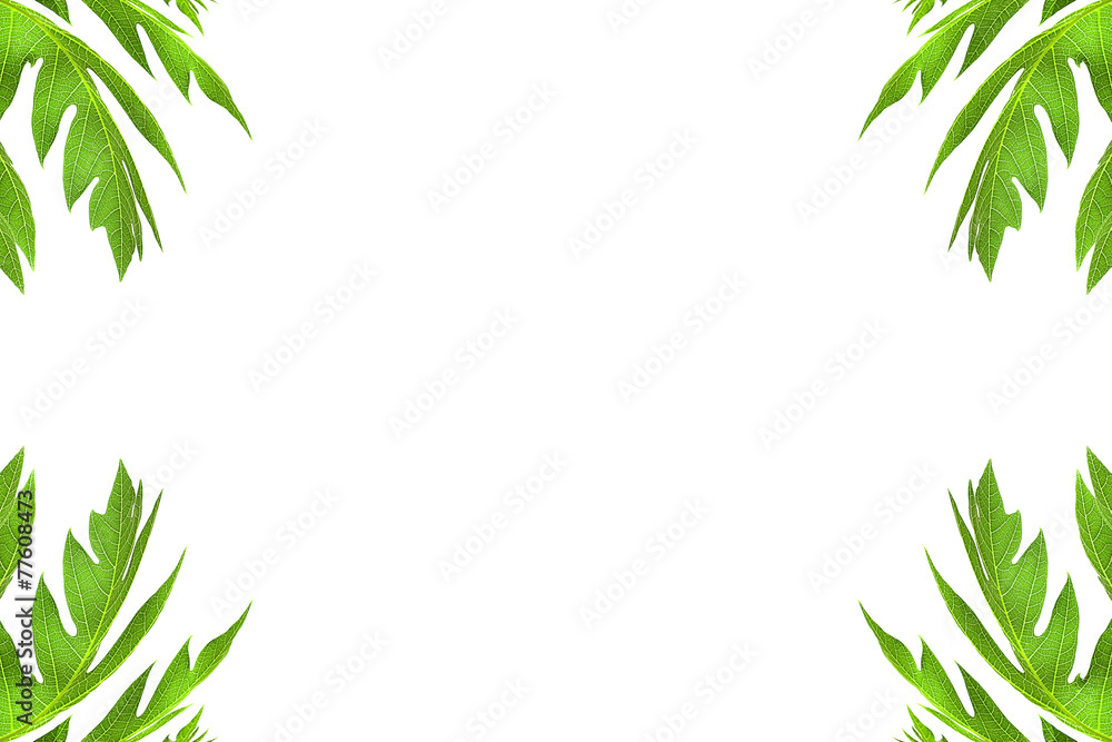Obraz premium Papaya leaf frame isolated on white.with space for your text