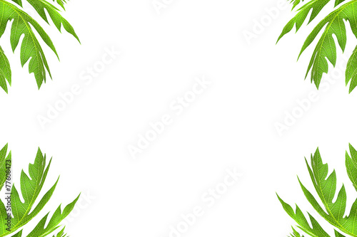 Fototapeta Naklejka Na Ścianę i Meble -  Papaya leaf frame  isolated on white.with space for your text