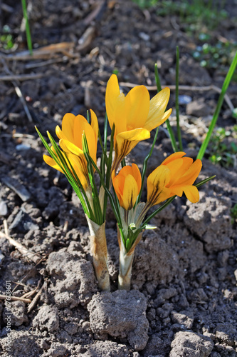 Several orange crocuses in garden