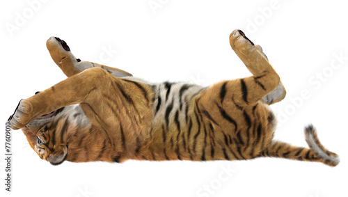 Fototapeta Naklejka Na Ścianę i Meble -  Playing Tiger