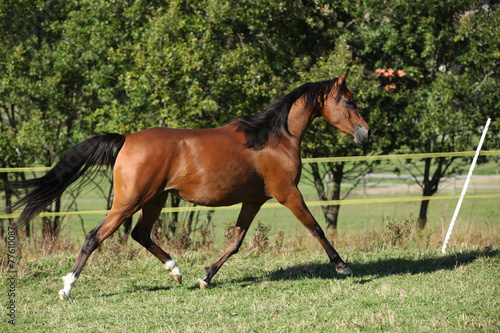 Nice brown arabian mare running