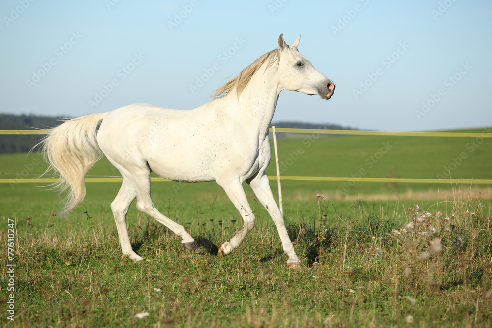 Amazing arabian stallion running