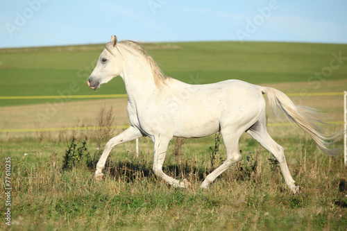Amazing arabian stallion running