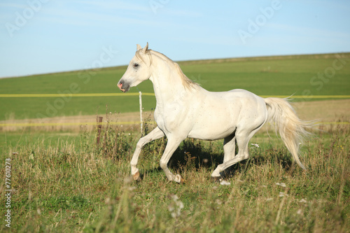 Amazing arabian stallion running