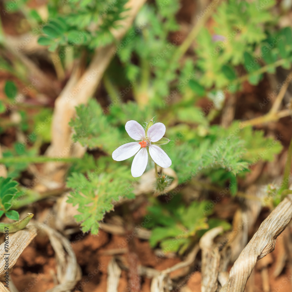 Tiny wild flower Tiny wild flower