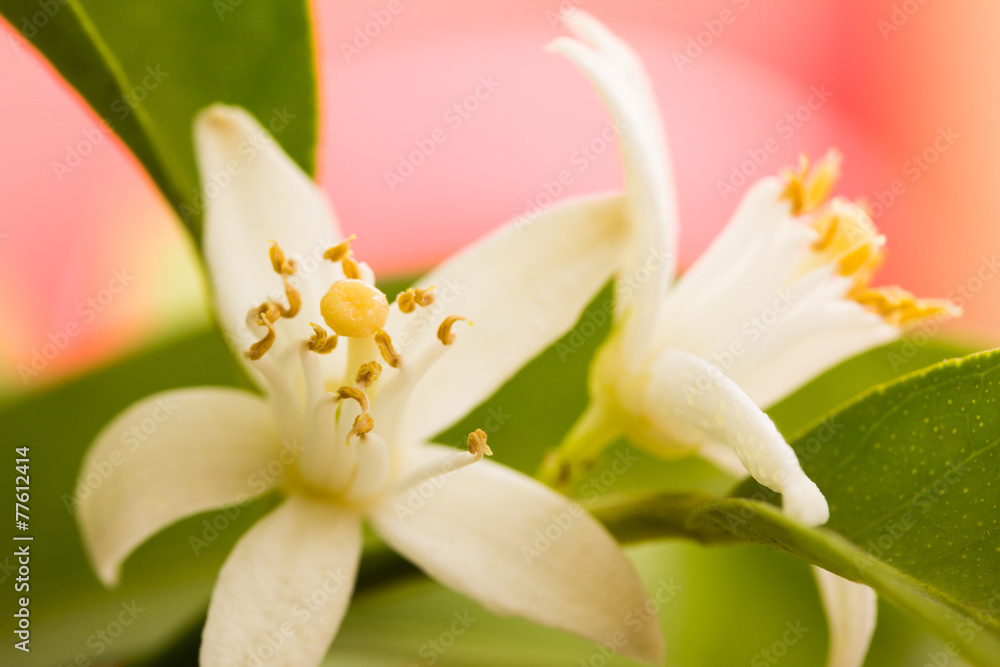 Obraz premium Orangenblüten