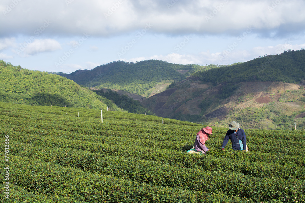Worker harvesting tea in plantation in Chiang Rai, Thailand